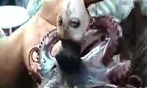 恐怖的印尼章鱼人,不仅长有类似人类的头,还会发出婴儿哭泣声