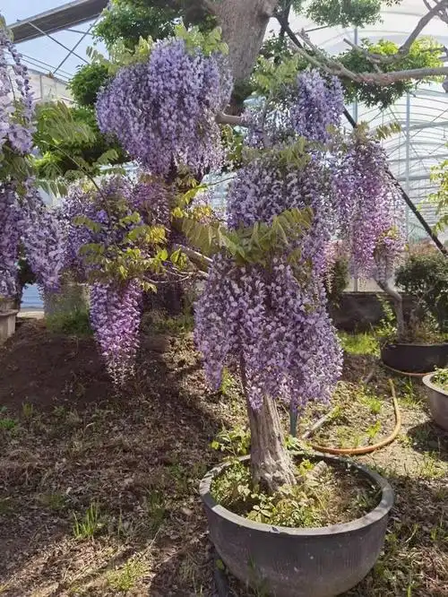 以下是一些常见的紫藤品种的花期