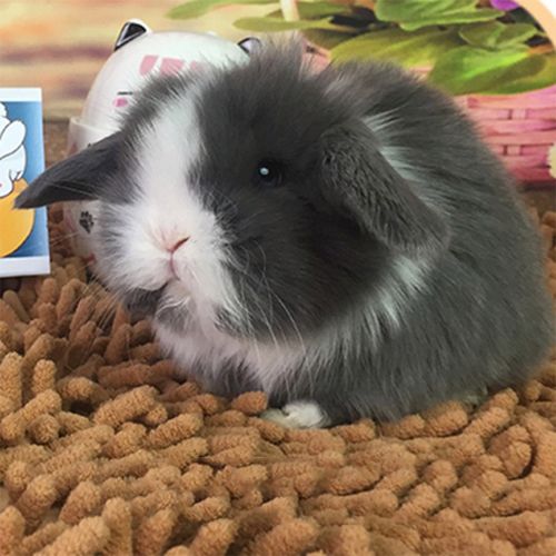 贵卡 宠物兔子活体垂耳兔 凤眼 道奇垂耳兔子活物 包风险 礼物送亲友