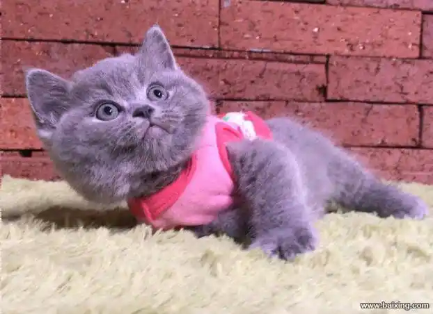 英短蓝猫【家庭式繁殖 保证健康】订购有礼 包养活