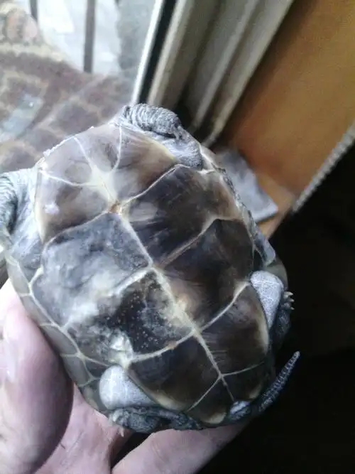 我的小乌龟这是腐甲病吗?还有救吗?