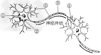 下图是神经元的结构模式图,请据图回答问题.