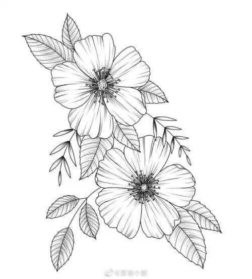 植物花卉线稿 黑白手绘 画画