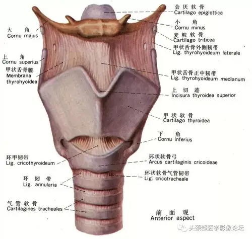 环甲正中韧带环杓关节的内,外侧旋转运动方形膜和弹性圆锥环甲关节和