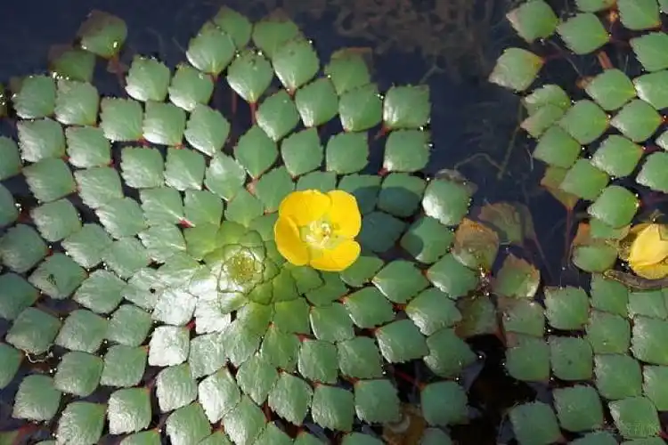 荸荠_花_图片素材