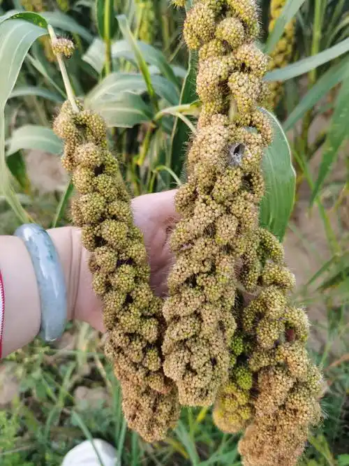 农家种植生产的黄小米