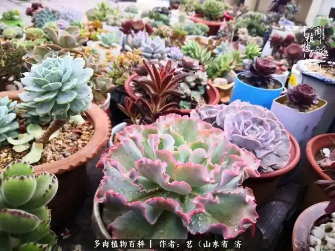 天凉好个秋,多肉们盛装出席秋日盛宴!
