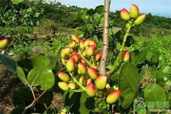 开心果产地在哪里?为什么开心果种的人少? - 农业科技 - 黔农网