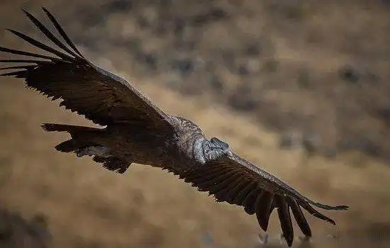 很显然,这种动物早已经灭绝了,考古学家们推测这种鸟最早在600万年前