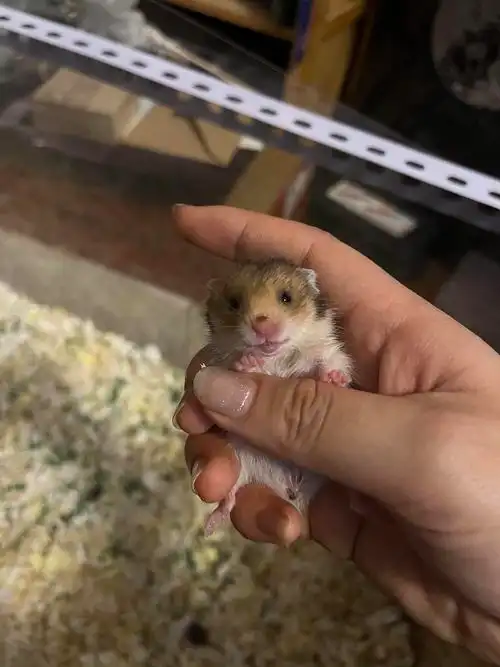 成都领养i虎纹金丝熊小朋友们找家长