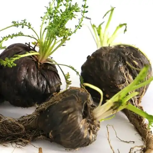 黑玛卡:让你的生活更加精彩