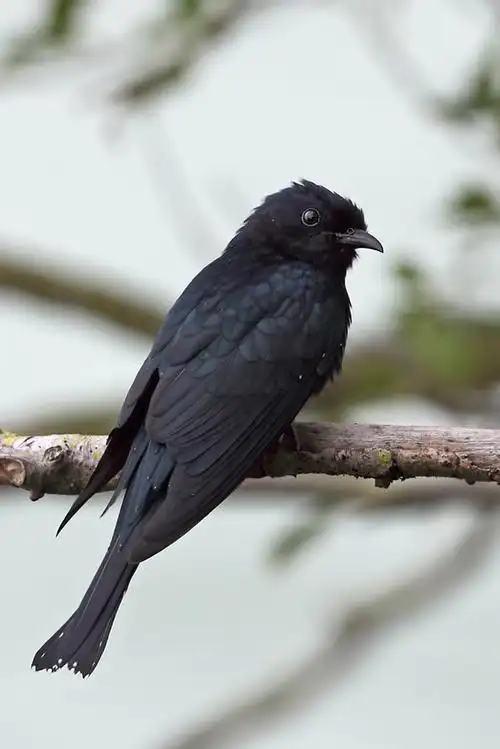 鹃形目杜鹃科乌鹃属乌鹃