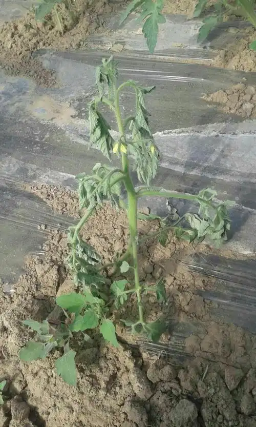 番茄得了青枯病怎么办?中午萎蔫还有救吗?