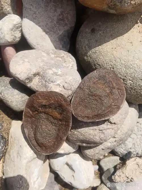 无磁性不知道是远古陨石还是铁矿石