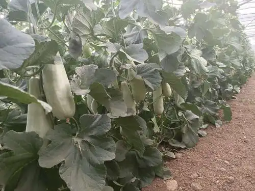 头茬羊角蜜尝鲜采摘