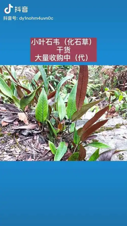 石韦化石草大量收购中代收购商发的有货请私信中药材