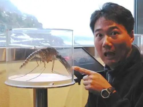 最大的蚊子有多大?