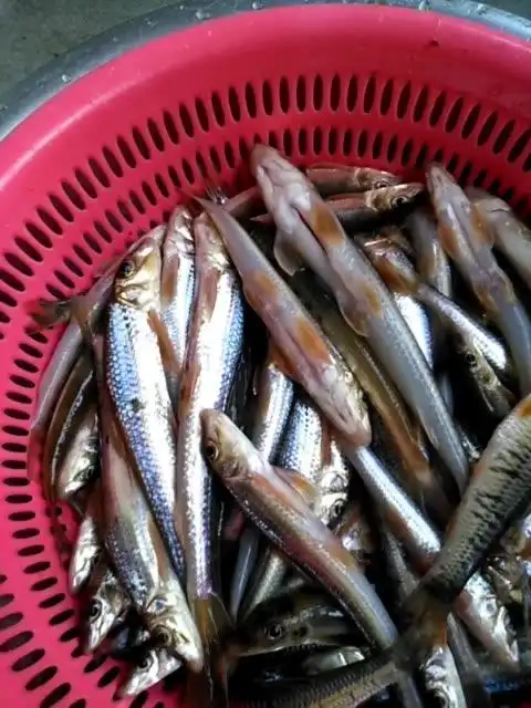 野生沙沟鱼 718        赞                   评论              7月