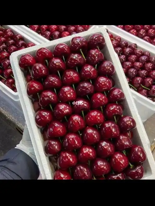 大连美早大樱桃