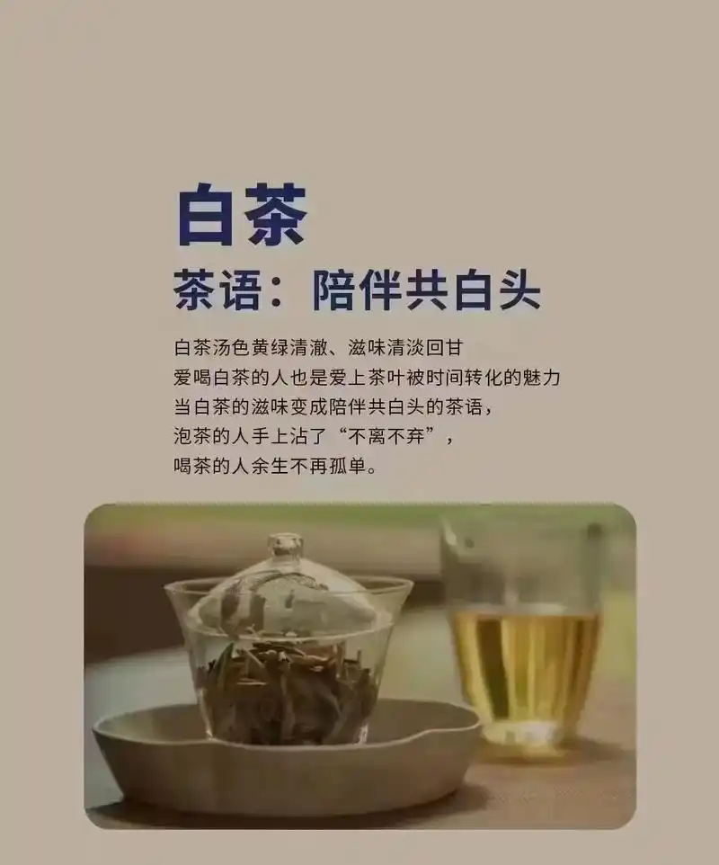 一杯清茶,万种滋味 白茶茶语:陪伴共白头 - 抖音