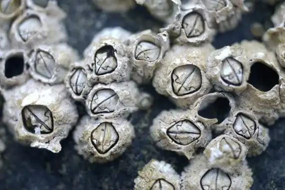 人的身体长藤壶图片 寄生那么强悍很多是死物