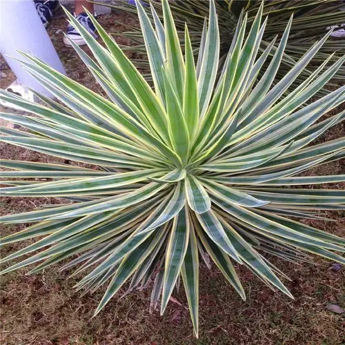 大量供应各种规格 金边凤尾兰花境植物 加仑盆苗 杯苗 袋苗 大桶