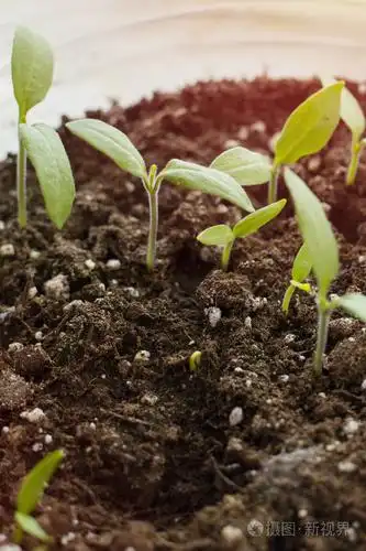 春天的象征, 新生活的概念.辣椒芽