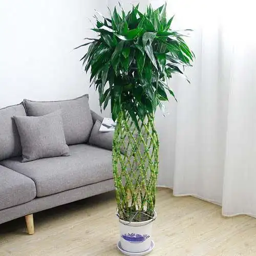 办公室摆放什么植物风水好