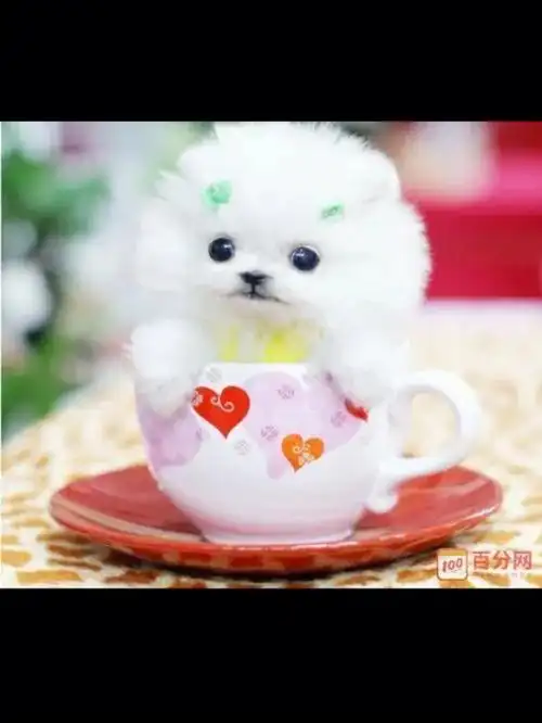 可爱的荼杯犬