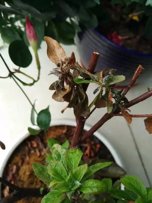 图中枯掉的杜鹃花是什么情况,还能长出来吗