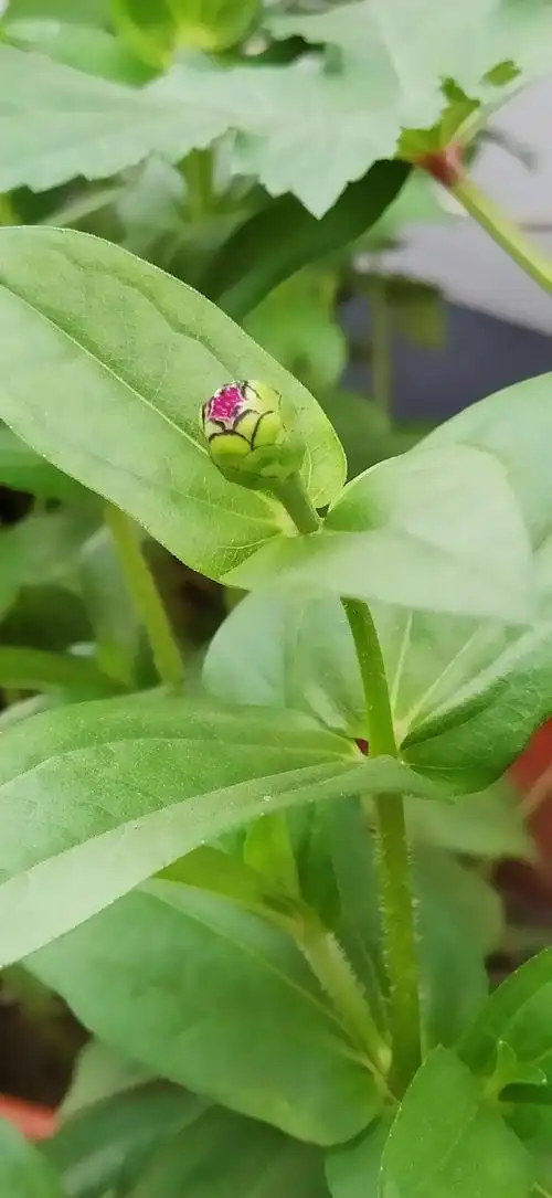 百日菊又名百日草,火毡花,鱼尾菊,节节高和步步登高,菊科百日菊属植物