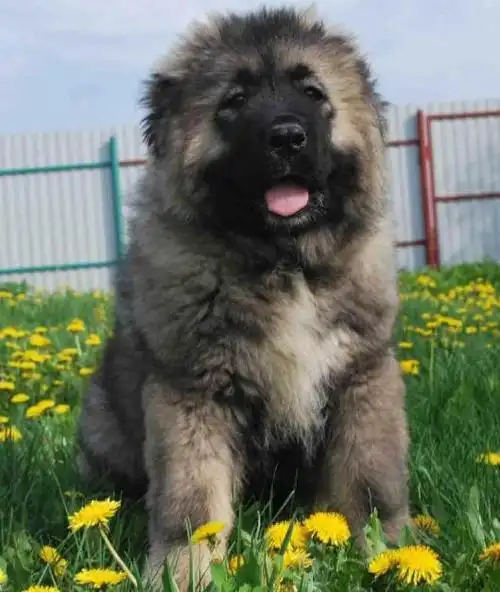 犬中巨人,铁汉柔情,强壮又温柔的高加索犬