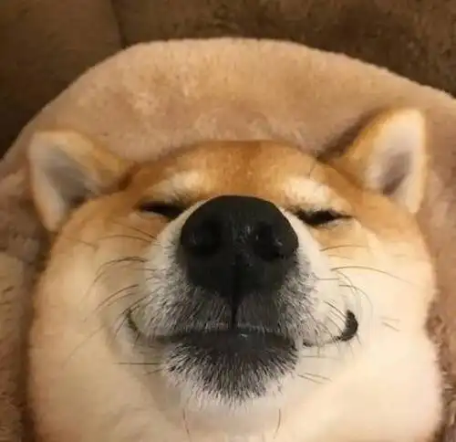 搞笑柴犬头像 坏笑 - 燕子图片网,一个充满欢乐的表情包,头像图片乐园