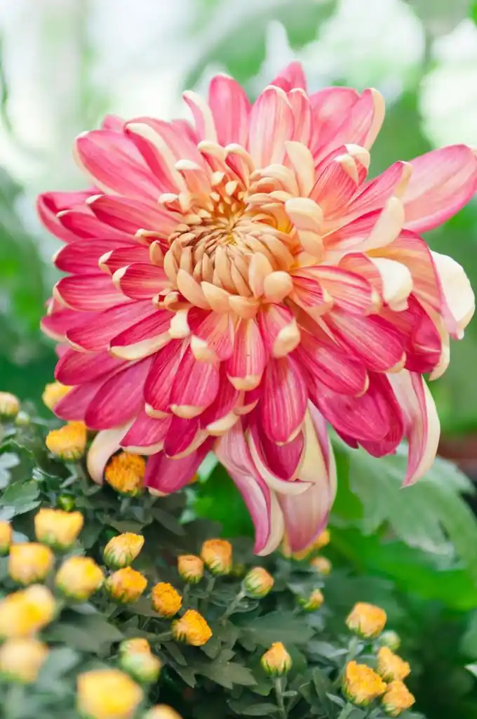 红菊花,孤立红菊花花