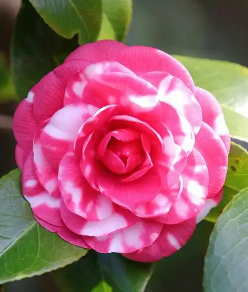 楼下香奈儿山茶花