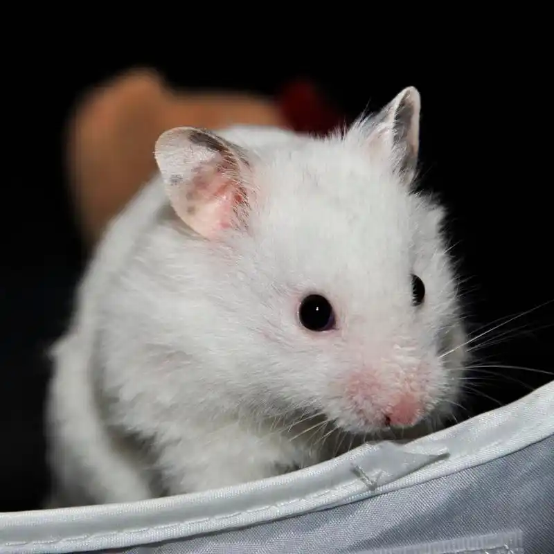 白色仓鼠,白色的小仓鼠,前面的相机.