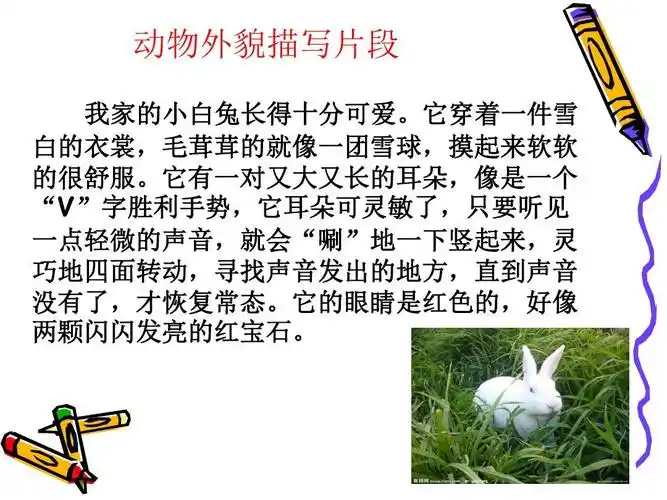 我喜欢的小动物作文ppt