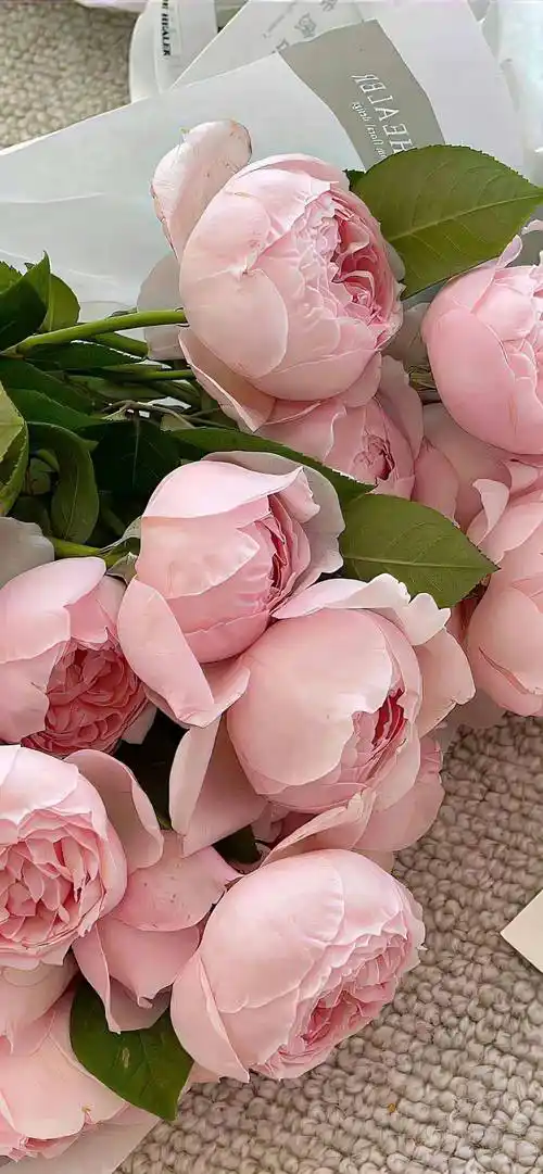 精选ins风 | 可爱锁屏壁纸