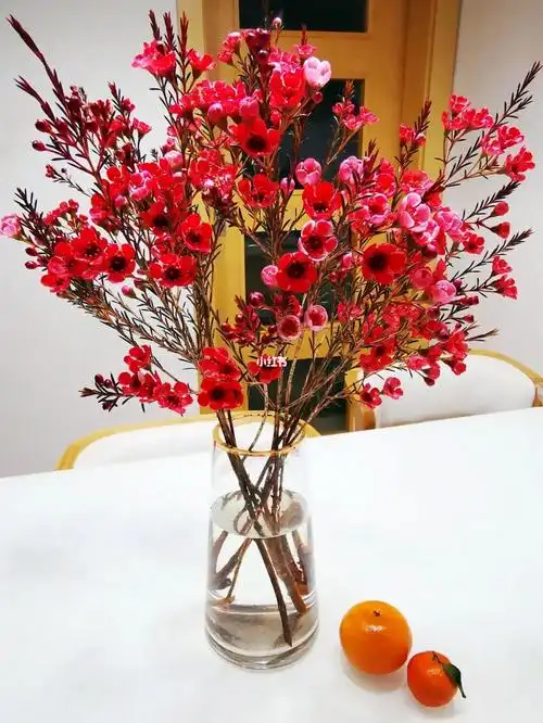 澳洲腊梅平头大花