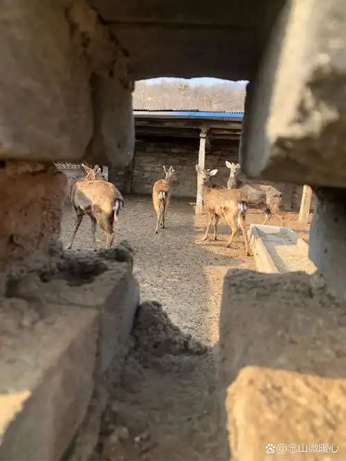 这些鹿让我体验到了与大自然亲近的美好,也让我更加珍惜与动物们的每