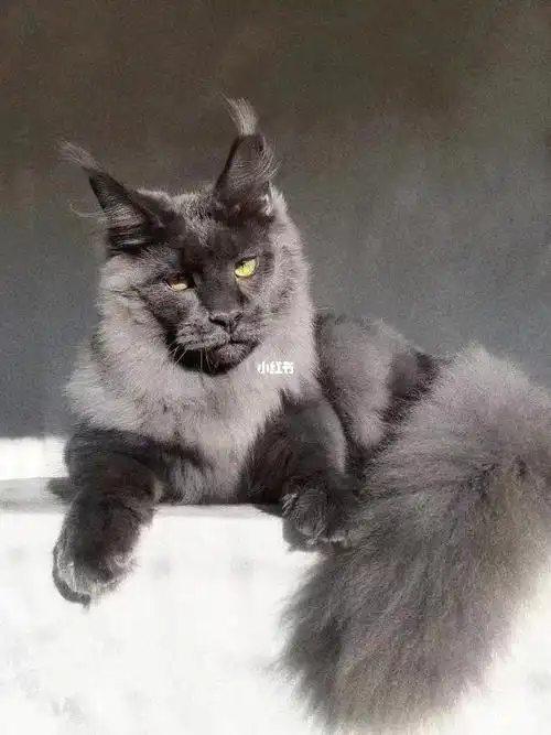 纯蓝缅因种公 六个多月,脸版毛量就跟照片一模一样_宠物_宠物_猫