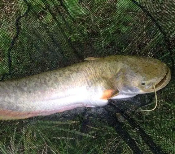 鲶鱼:头硬嘴大眼睛小,却是凶猛的肉食性鱼,如何钓它?