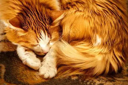 红猫把自己卷成一个球睡着了图片素材