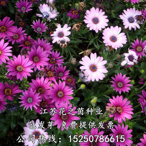 南非万寿菊种子四季种蓝目菊非洲菊种子耐寒景观庭院花卉种子包邮