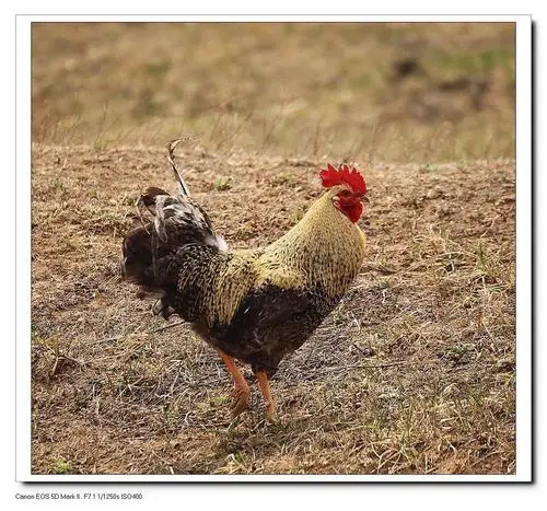 山坡上的芦花公鸡