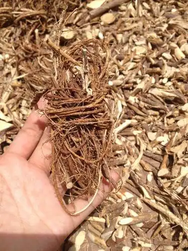 有关深山野生五指毛桃的故事