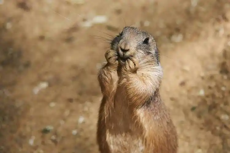 呆萌的土拨鼠小可爱