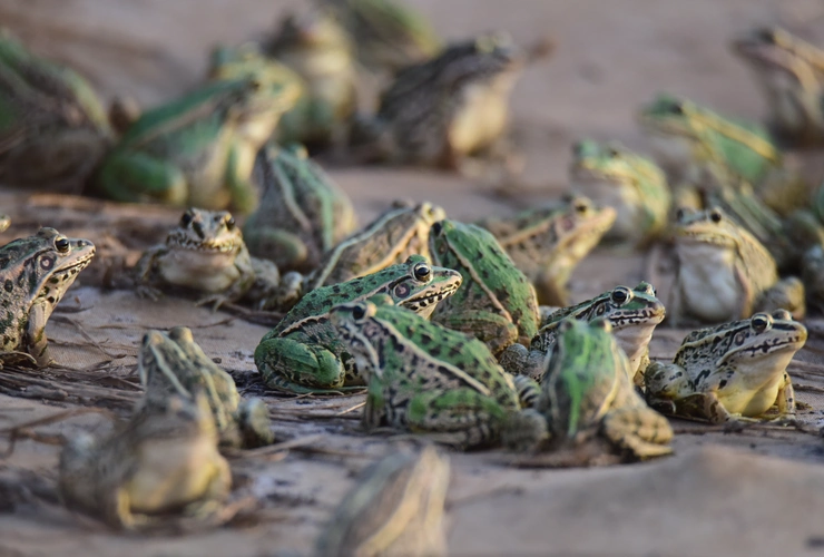9月13日,珠泉镇莲楼村,村民给青蛙投喂饲料.