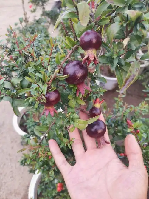 紫玉石榴 #三农# 一款既好吃有好看的紫玉石榴,盆栽地栽南方北方都