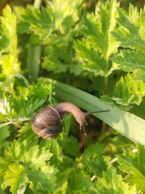 草上的蜗牛